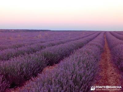 Campos Lavanda Brihuega-Provenza Española; escapadas cerca de madrid un dia bosque de muniellos